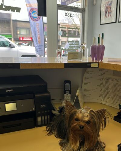 Office dog! burnaby burnabyheights burnabyheightsdentalcentre officedog puppy cutedog